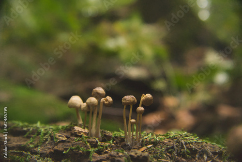 Pilze im Buchwedel, Stelle, Niedersachsen