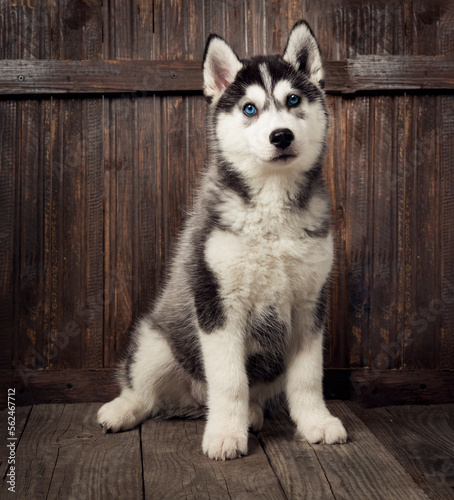 siberian husky puppy on wood background photo