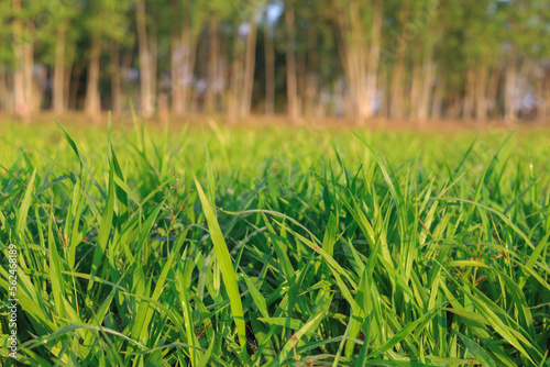 Ruzi grass for feeding animal, Brachiaria ruziziensis photo