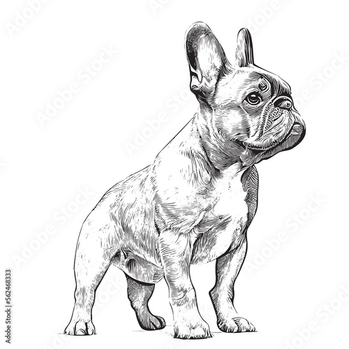 French bulldog puppy hand drawn sketch Vector illustration.