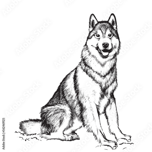 Husky dog sitting sketch hand drawn Vector illustration