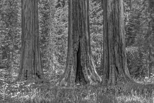 big sequoia trees in Sequoia National Park