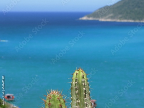 cactus on the beach