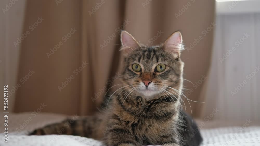 Surprised cat look around follow something, closeup. Tabby domestic cat pet staring a the camera with shocking face and wide open eyes. Cute curious kitty with big yellow eyes lying bed. Funny pet. Surprised cat look around follow something, closeup. Tabby domestic cat pet staring a the camera with shocking face and wide open eyes. Cute curious kitty with big yellow eyes lying bed. Funny pet.