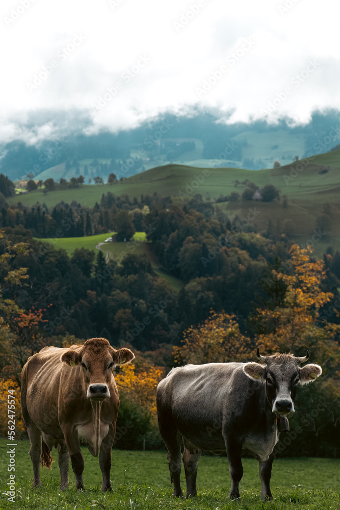 Portrait of cows in a pasture