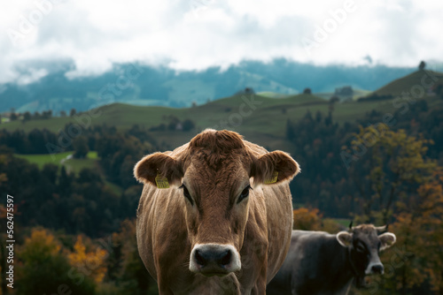 medium shot of Cows in a grassy field