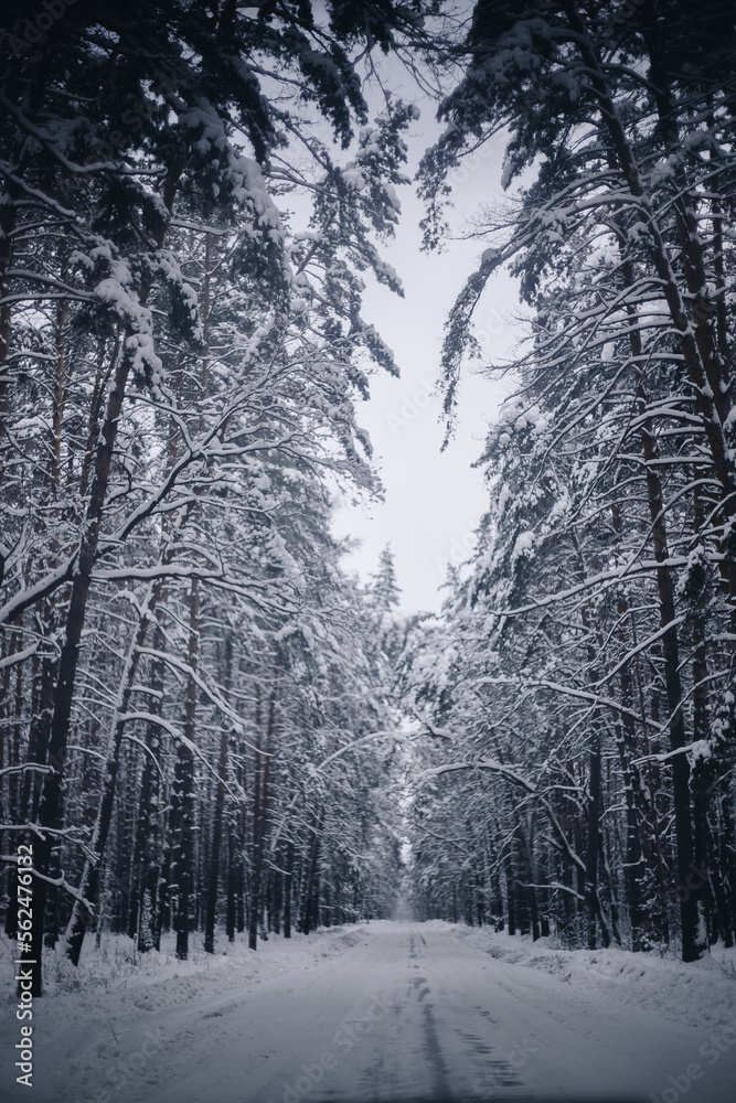 Winter forest in sunny weather