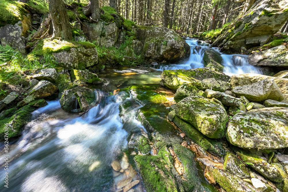 wild river flowing in the forest in Romania in the Carpathians in the Retezat Mountains wild river flowing in the forest in Romania in the Carpathians in the Retezat Mountains