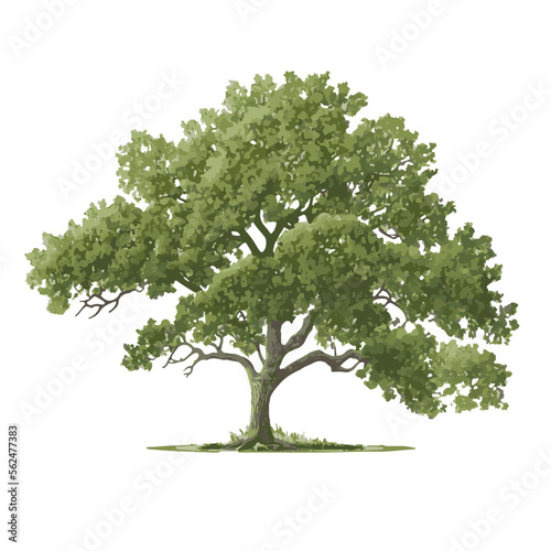 Majestic Oak Tree Vector Illustration