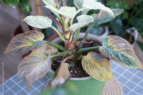 Problems in the cultivation of domestic plants Problems in cultivation of domestic plants Philodendron Birkin - leaves affected by spider mite, yellow and dry tips, overflow of plant, rotting of roots