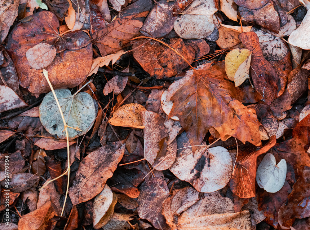 Autumn reddish leaves on the ground, beautiful natural background. Autumn reddish leaves on the ground, beautiful natural background.