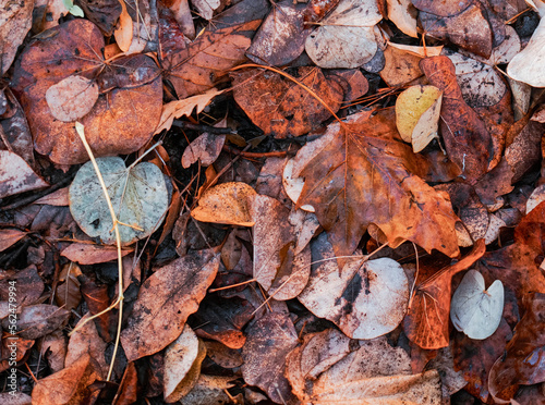 Autumn reddish leaves on the ground, beautiful natural background.