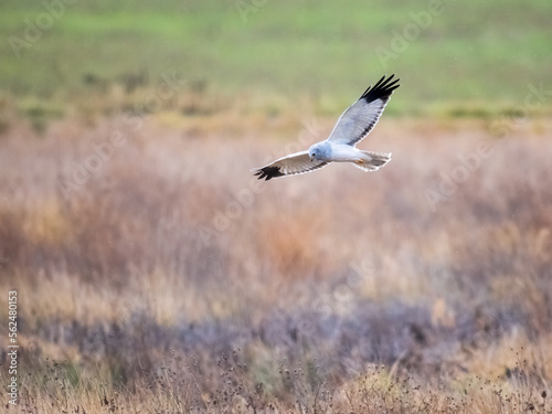  Beautiful male northern harrier - Circus hudsonius - marsh hawk, grey or gray ghost. Hunting over meadow © Ewald Fröch