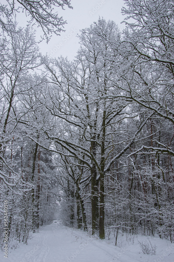 Winter forest covered with snow on a sunless gloomy winter day. Winter. Winter forest covered with snow on a sunless gloomy winter day. Winter.