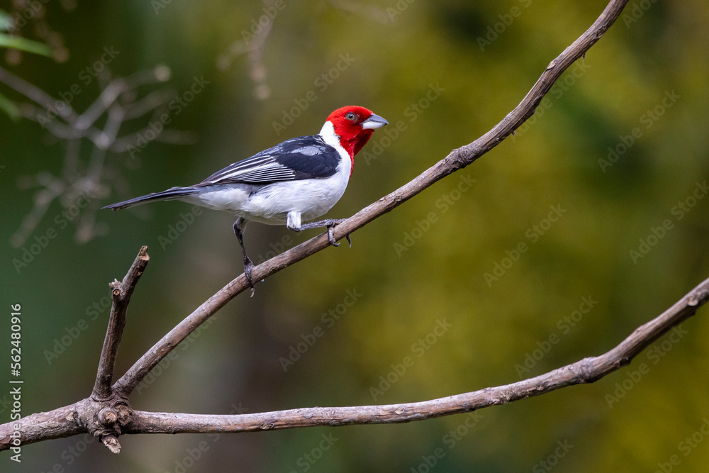 A Red-cowled Cardinal  also know as Cardeal perched on the branches of a tree. Species Paroaria dominicana. Animal world. Birdwatching. Birdlover