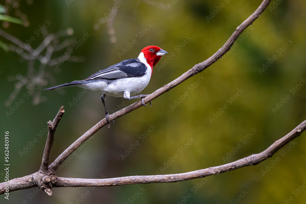 A Red-cowled Cardinal also know as Cardeal perched on the branches of a tree. Species Paroaria dominicana. Animal world. Birdwatching. Birdlover A Red-cowled Cardinal also know as Cardeal perched on the branches of a tree. Species Paroaria dominicana. Animal world. Birdwatching. Birdlover