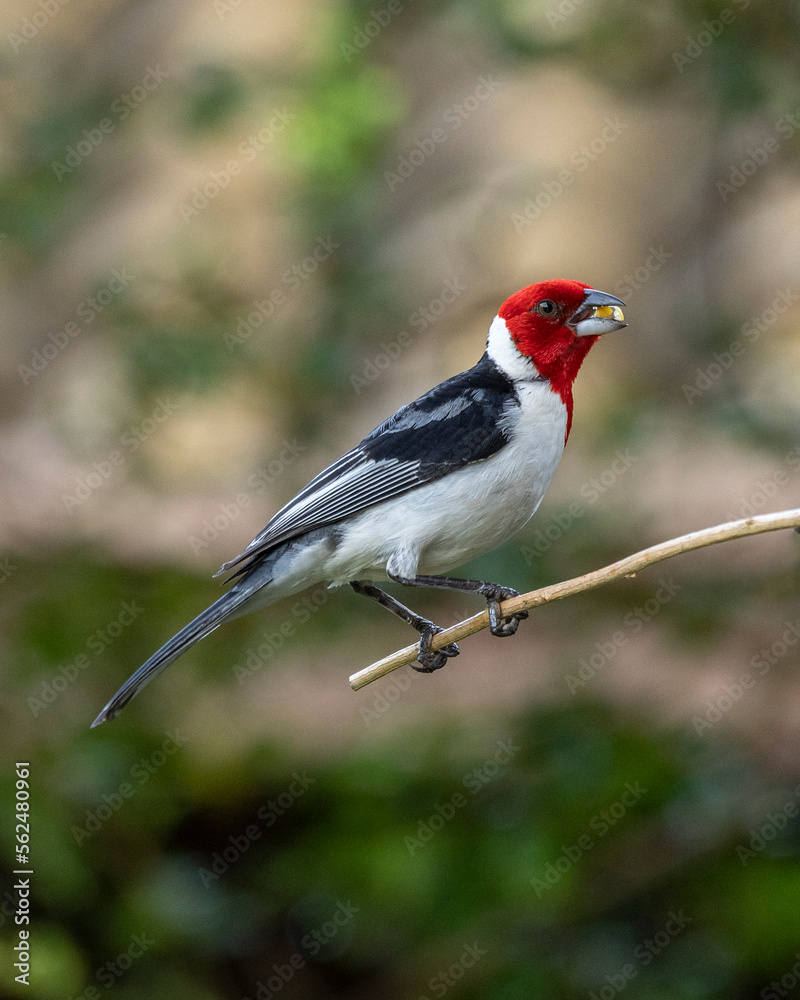 A Red-cowled Cardinal also know as Cardeal perched on the branches of a tree. Species Paroaria dominicana. Animal world. Birdwatching. Birdlover A Red-cowled Cardinal also know as Cardeal perched on the branches of a tree. Species Paroaria dominicana. Animal world. Birdwatching. Birdlover