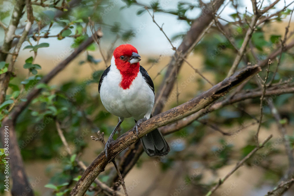 A Red-cowled Cardinal also know as Cardeal perched on the branches of a tree. Species Paroaria dominicana. Animal world. Birdwatching. Birdlover A Red-cowled Cardinal also know as Cardeal perched on the branches of a tree. Species Paroaria dominicana. Animal world. Birdwatching. Birdlover