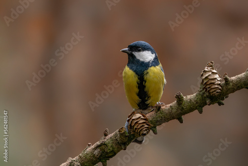 Great Tit (Parus major) 
in the forest of Noord Brabant in the Netherlands.                  