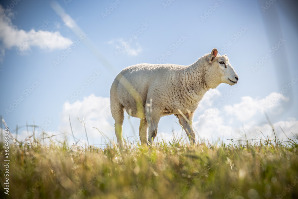 Obraz premium Schafe in Ostfriesland