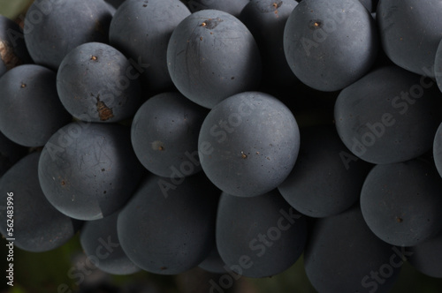 uvas cabernet
