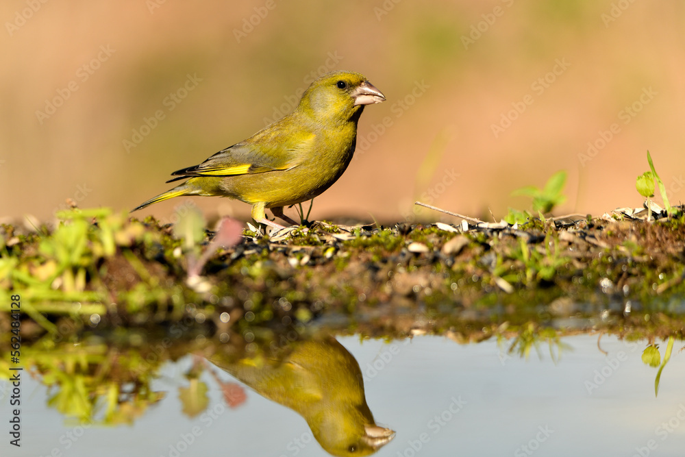 Obraz premium verderón europeo o verderón común​ macho reflejado en el agua del estanque con fondo ocres y verdes (Chloris chloris)​ Málaga Andalucía España 