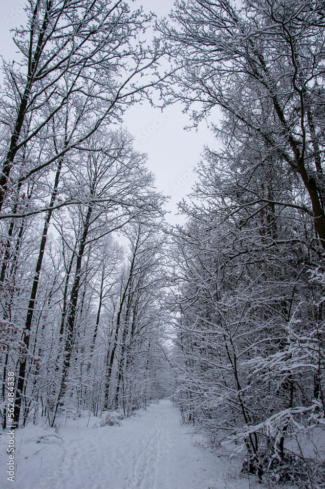 Naklejka premium Winter forest covered with snow on a sunless gloomy winter day. Winter.