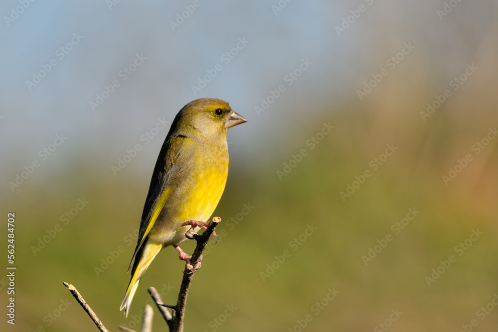 verderón europeo o verderón común macho posado en una rama y fondo ocres y verdes (Chloris chloris) Málaga Andalucía España verderón europeo o verderón común macho posado en una rama y fondo ocres y verdes (Chloris chloris) Málaga Andalucía España