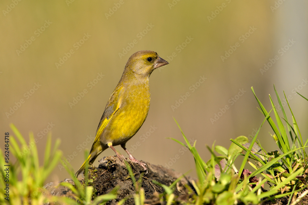 verderón europeo o verderón común macho en el suelo con musgo y fondo ocres y verdes (Chloris chloris)​ Málaga Andalucía España	