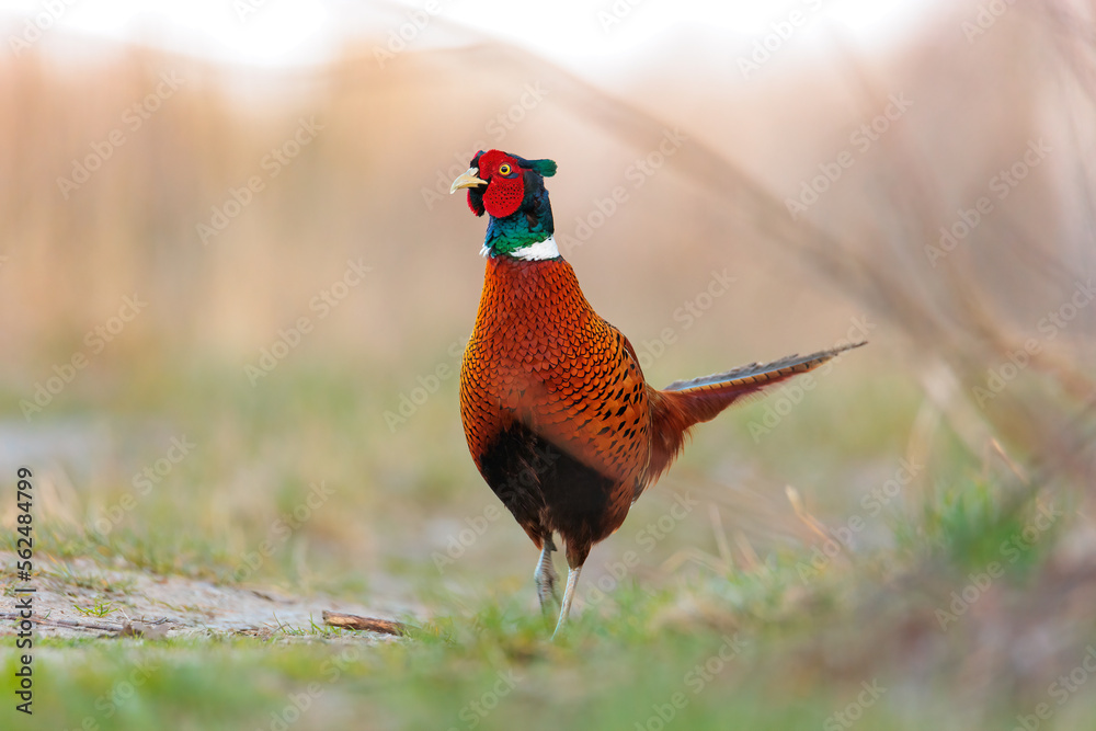 Naklejka premium Bażant