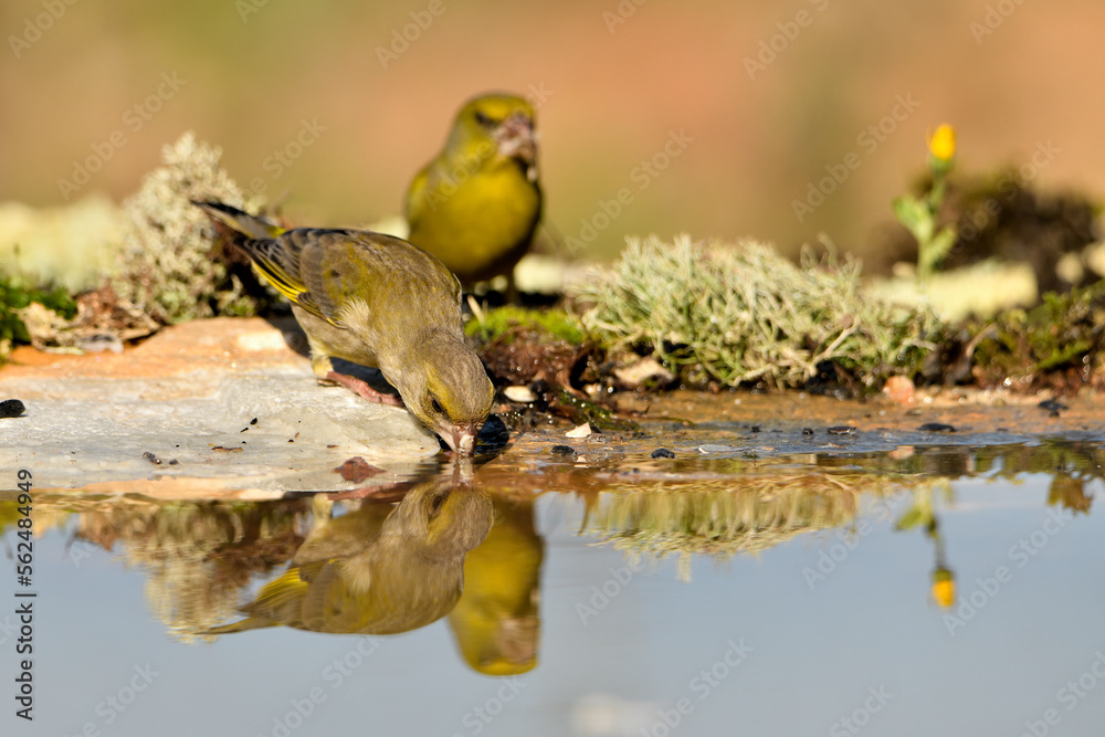verderón europeo o verderón común bebiendo y reflejado en el agua del estanque (Chloris chloris) Málaga Andalucía España verderón europeo o verderón común bebiendo y reflejado en el agua del estanque (Chloris chloris) Málaga Andalucía España