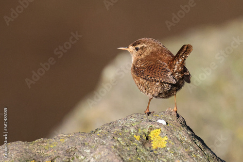 Zaunkönig (Troglodytes troglodytes)