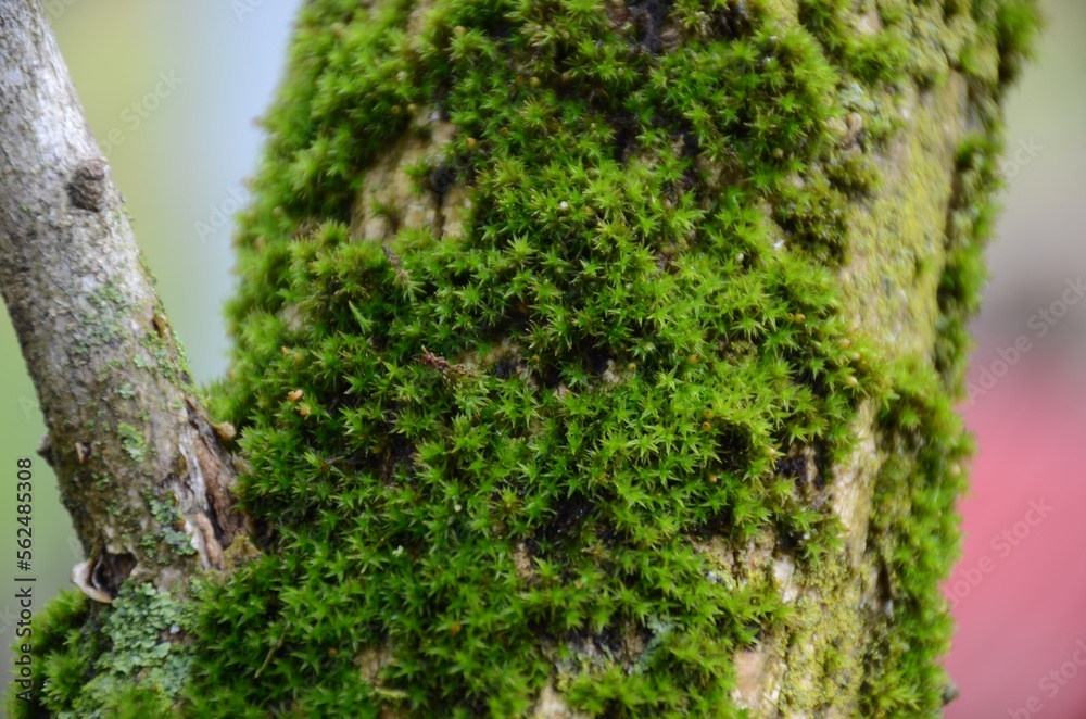 green moss on tree green moss on tree