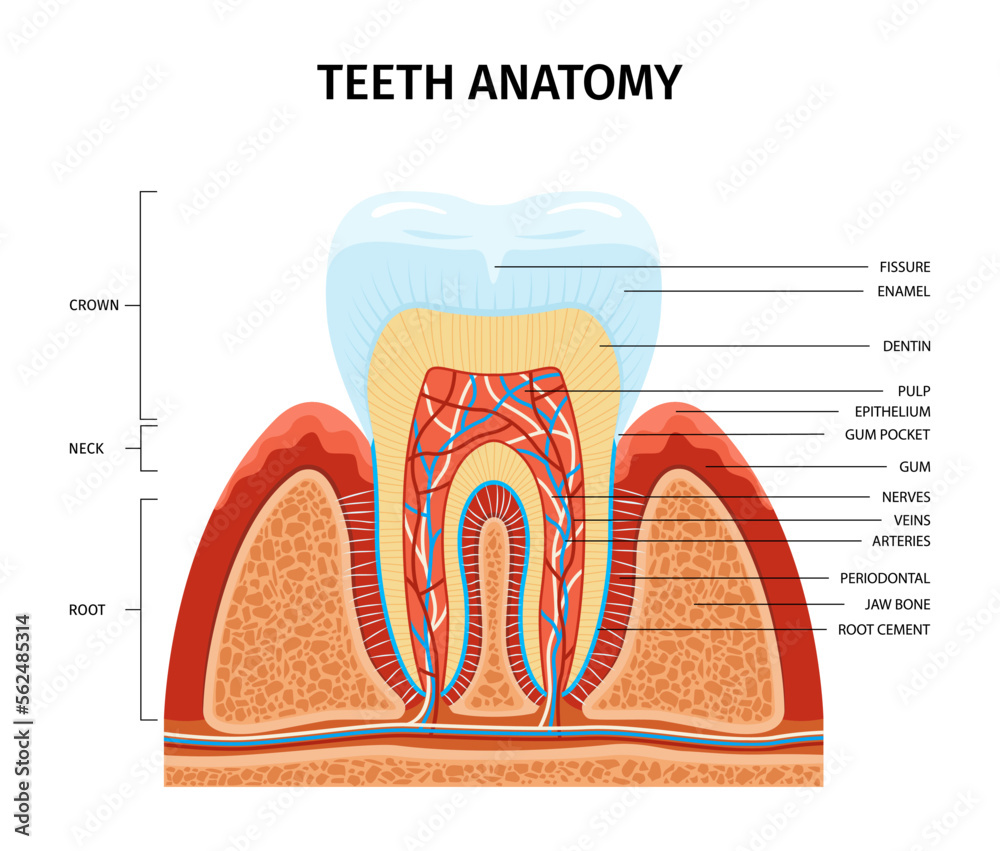 Teeth Anatomy Structure Infographics Stock Vector Biology Diagrams