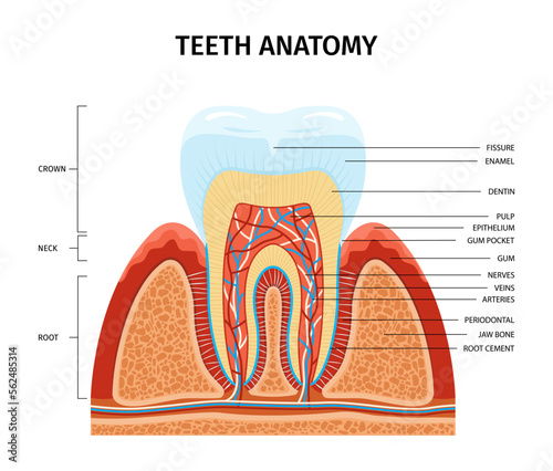 Teeth Anatomy Structure Infographics