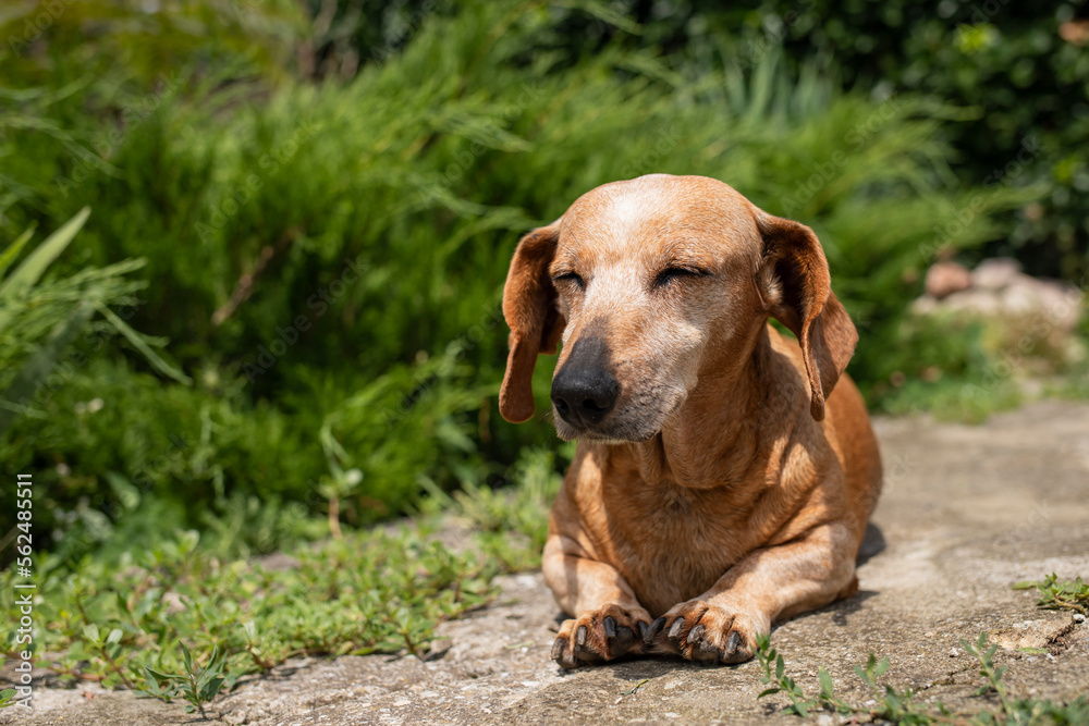An old gray-haired dachshund lies in front of the house in the summer sunshine.