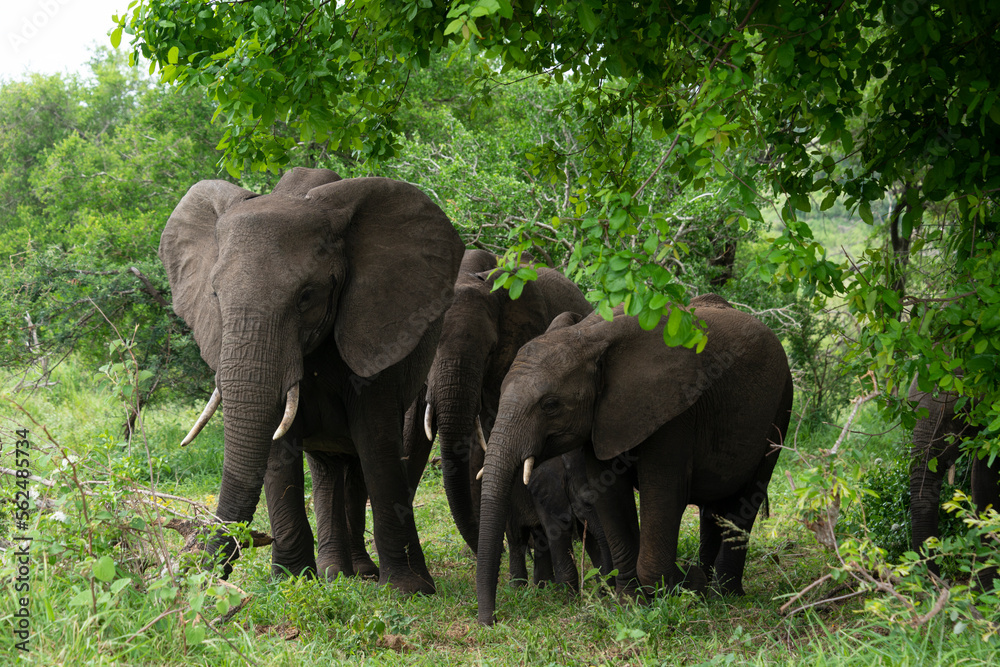 Éléphant d'Afrique, Loxodonta africana, Parc national Kruger, Afrique du Sud