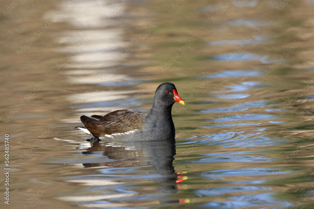 Teichhuhn (Gallinula chloropus) Teichhuhn (Gallinula chloropus)