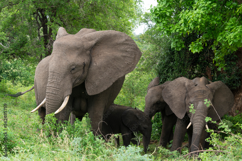 Éléphant d'Afrique, Loxodonta africana, Parc national Kruger, Afrique du Sud