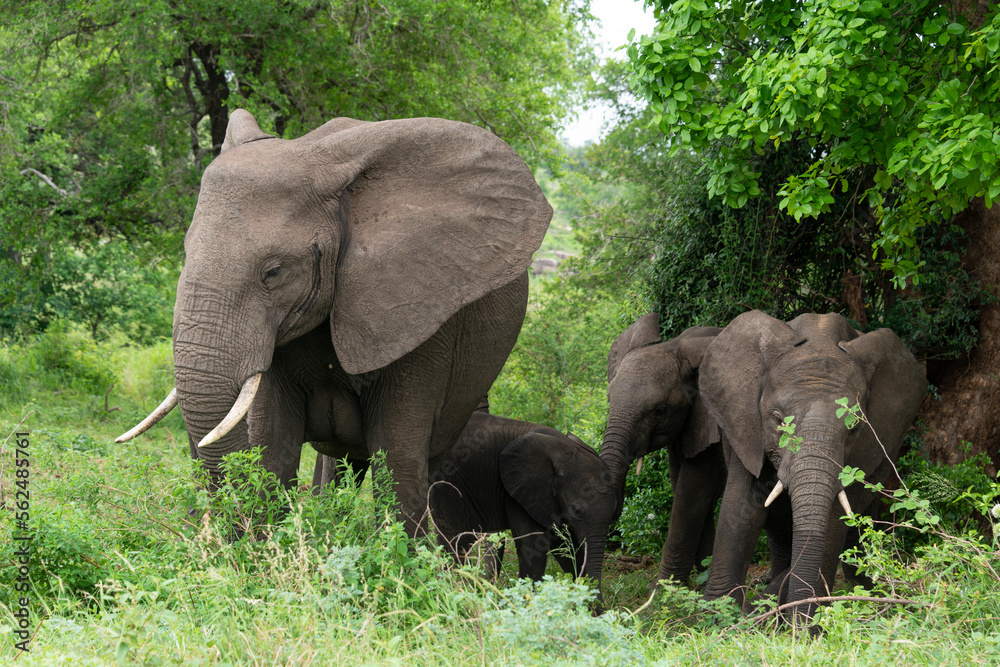 Éléphant d'Afrique, Loxodonta africana, Parc national Kruger, Afrique du Sud Éléphant d'Afrique, Loxodonta africana, Parc national Kruger, Afrique du Sud