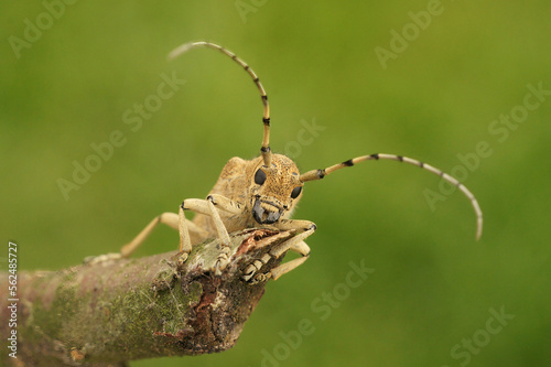 Frontal closeup on the large European poplar borer longhorn beetle, Saperda carcharias sitting on wood