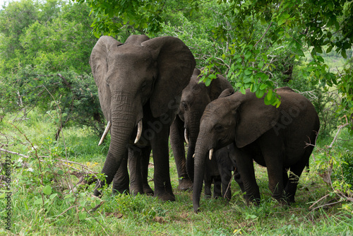 Éléphant d'Afrique, Loxodonta africana, Parc national Kruger, Afrique du Sud