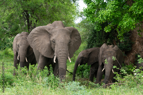   l  phant d Afrique  Loxodonta africana  Parc national Kruger  Afrique du Sud