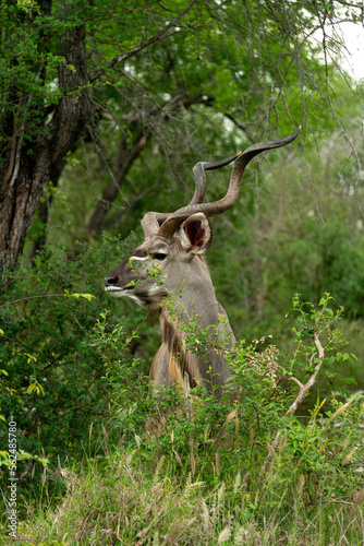 Grand koudou, Tragelaphus strepsiceros, mâle, Parc national Kruger, Afrique du Sud © JAG IMAGES