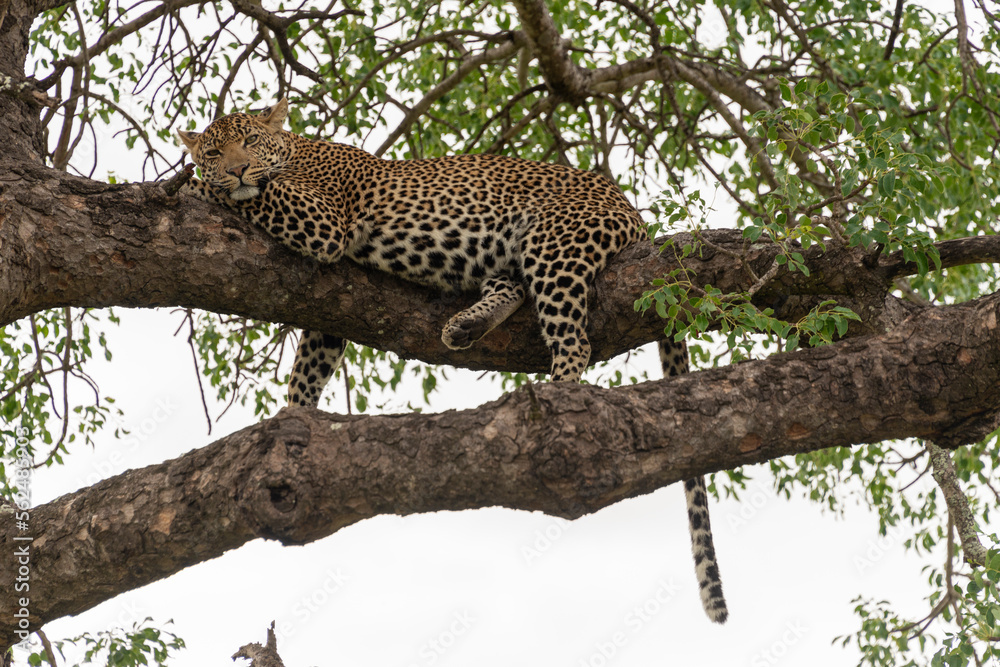 Léopard, Panthère, Panthera pardus, Afrique du Sud Léopard, Panthère, Panthera pardus, Afrique du Sud
