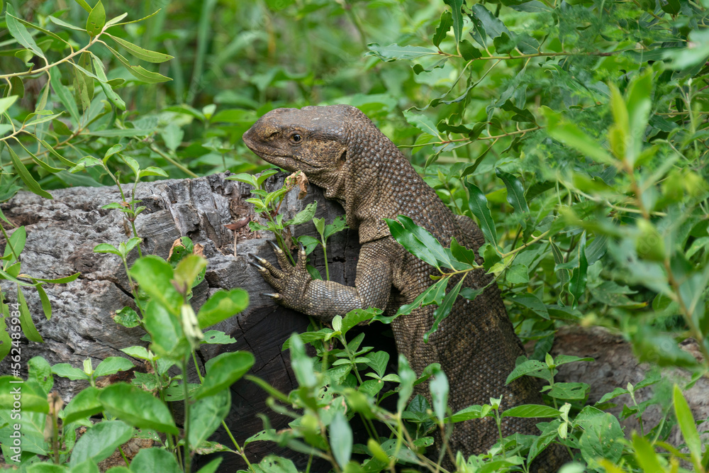 Varan du Nil, Varanus niloticus Varan du Nil, Varanus niloticus