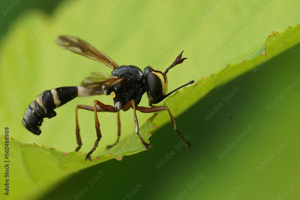 Closeup on the odd looking waisted beegrabber, Physocephala rufipes sitting on a green leaf Closeup on the odd looking waisted beegrabber, Physocephala rufipes sitting on a green leaf