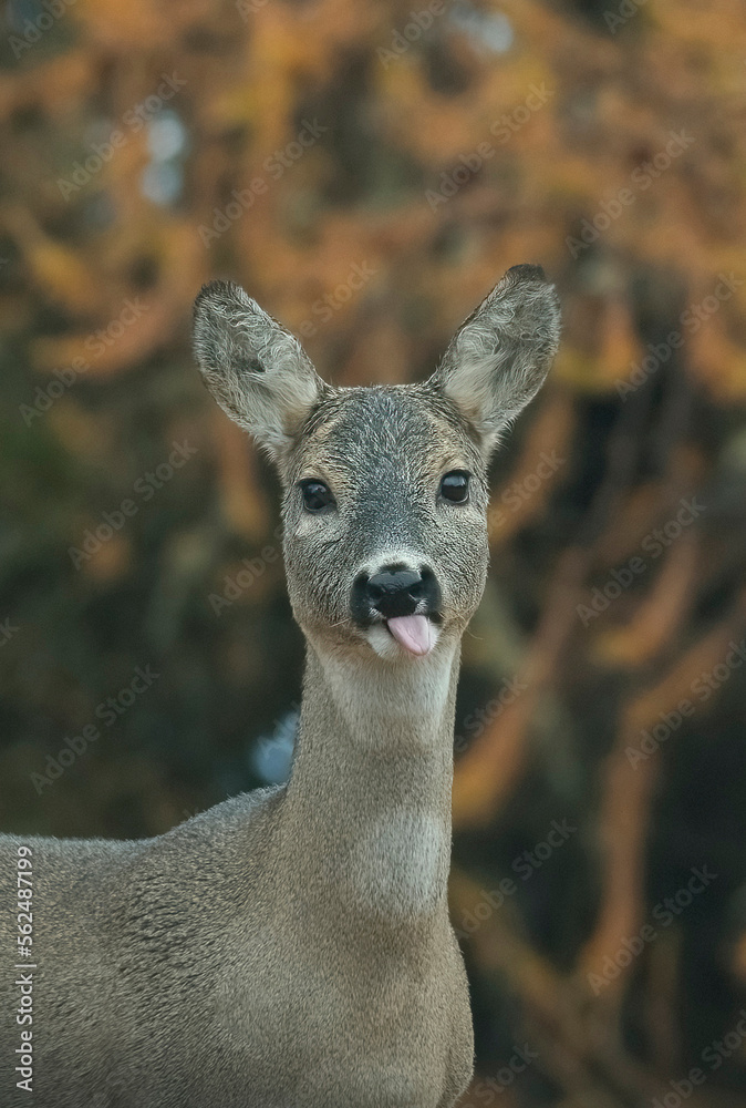 Portrait of adorable European female roe deer (Capreolus capreolus) with winter fur with hanging out tongue, on autumnal forest background, funny animal concept - Italian Alps.