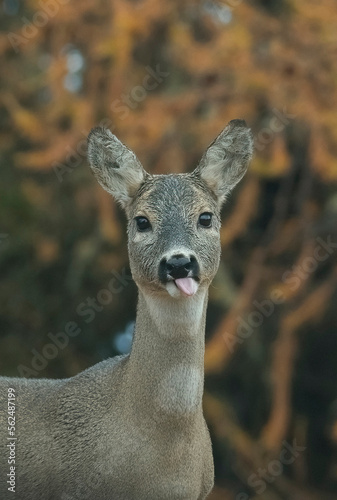 Obraz na płótnie Portrait of adorable European female roe deer (Capreolus capreolus) with winter fur with hanging out tongue, on autumnal forest background, funny animal concept - Italian Alps. w salonie