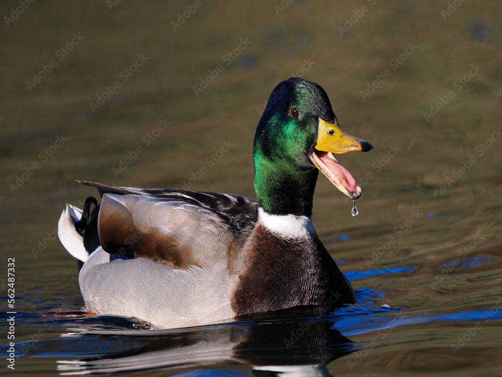 Fototapeta premium Stockente (Anas platyrhynchos)